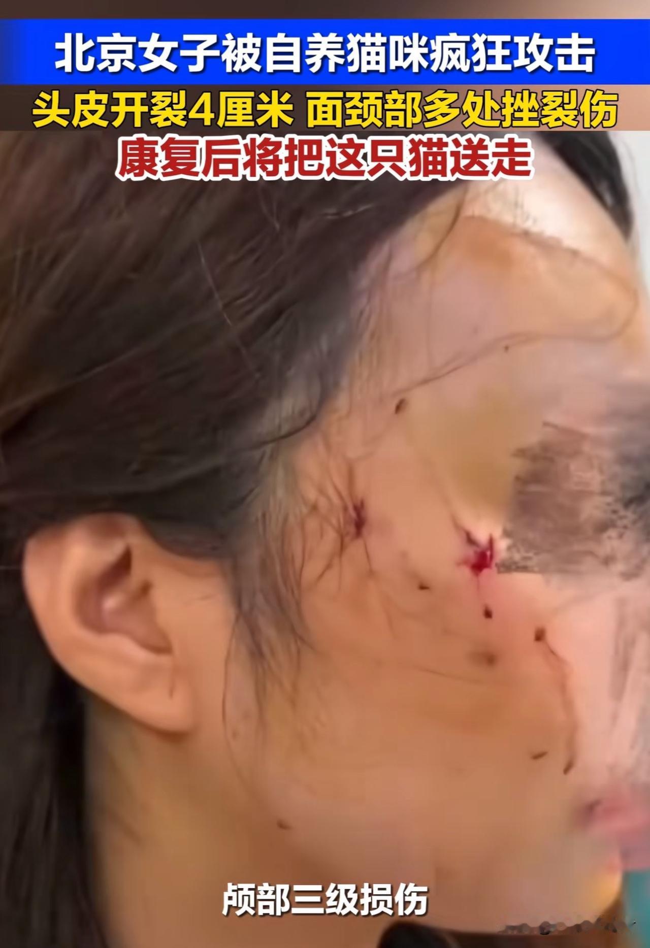 太吓人了！5月28日齐鲁晚报报道，北京，一只平时撒娇卖萌的虎斑猫，竟因主人带回家