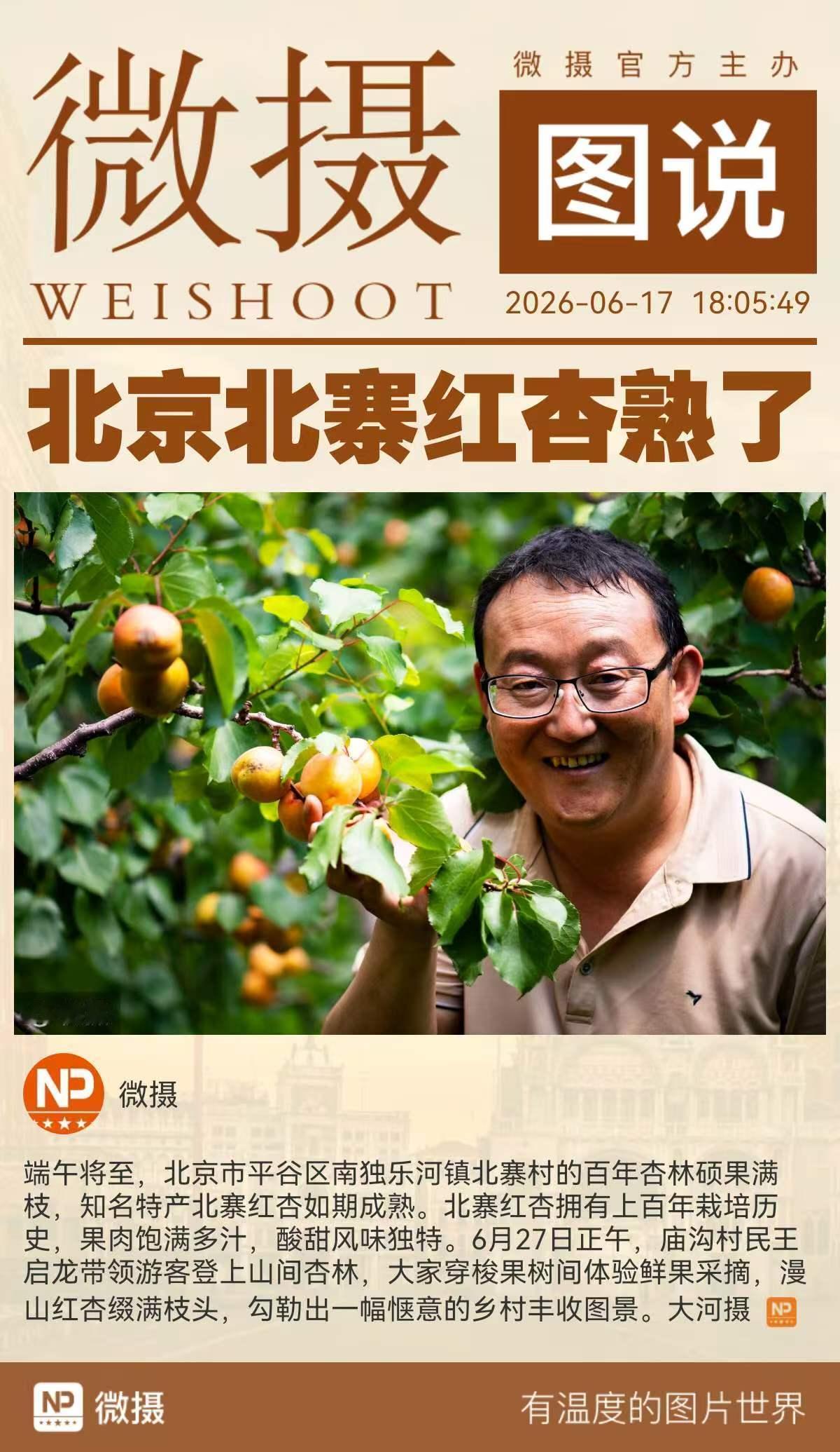 果肉饱满多汁，酸甜风味独特
北京平谷北寨红杏熟了
金透社6月17日 | 端午将至