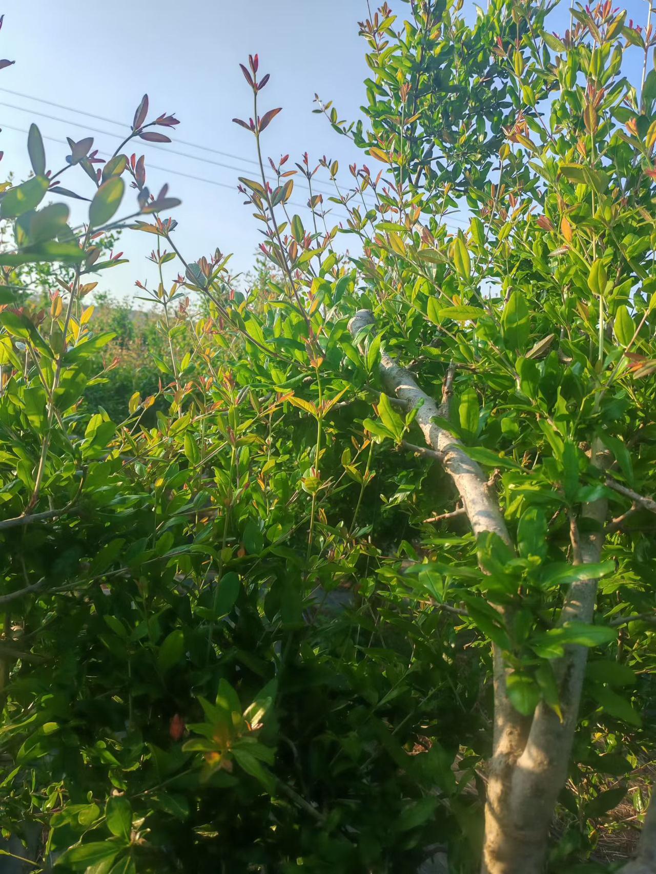 这春季管理石榴树的头等大事，自然就是要把这些嫩芽，分生能力很强的这些芽清理掉，先