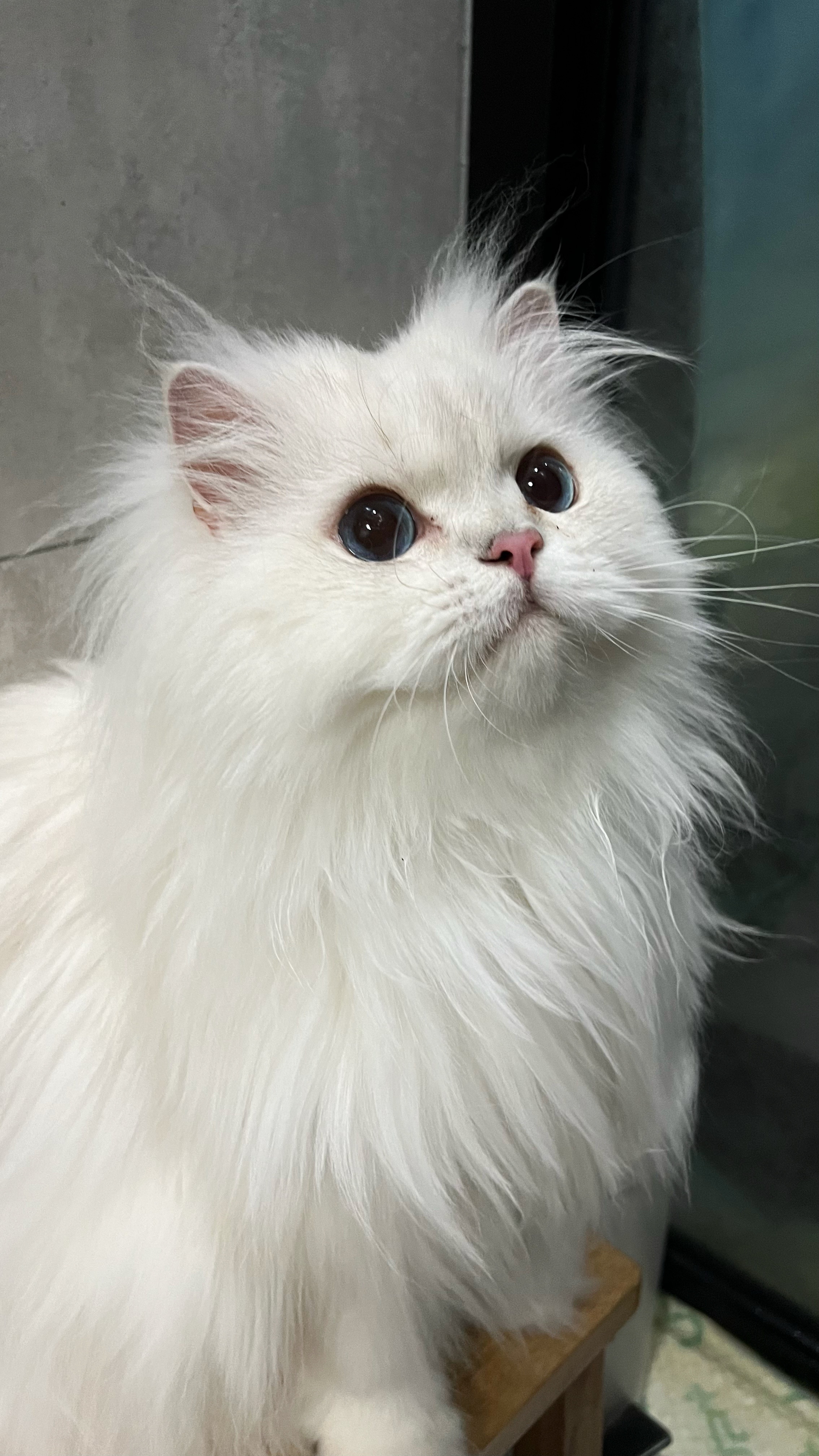 早安满亦菲女士#英国长毛猫##辣椒家新家回访##银点# ​​​