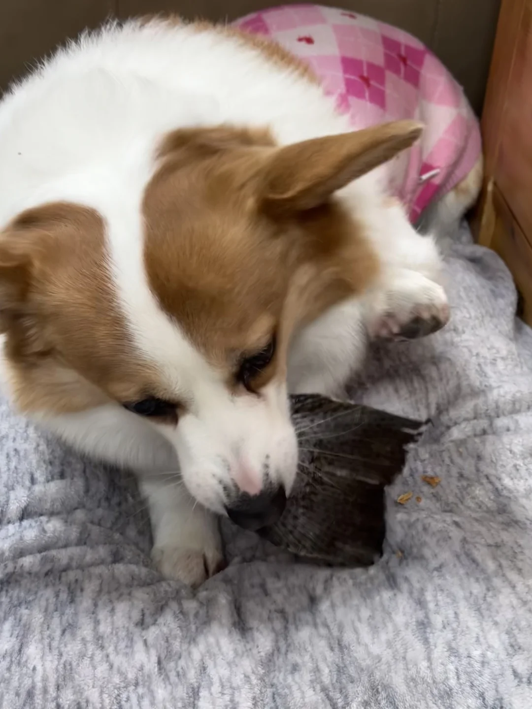 腿到用时方恨短🐶