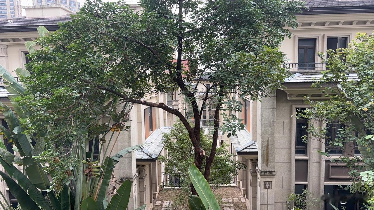 今天龙湖物业居然在毫无通知和征询意见的情况下就砍伐小区的绿树，这些树都长了快十年