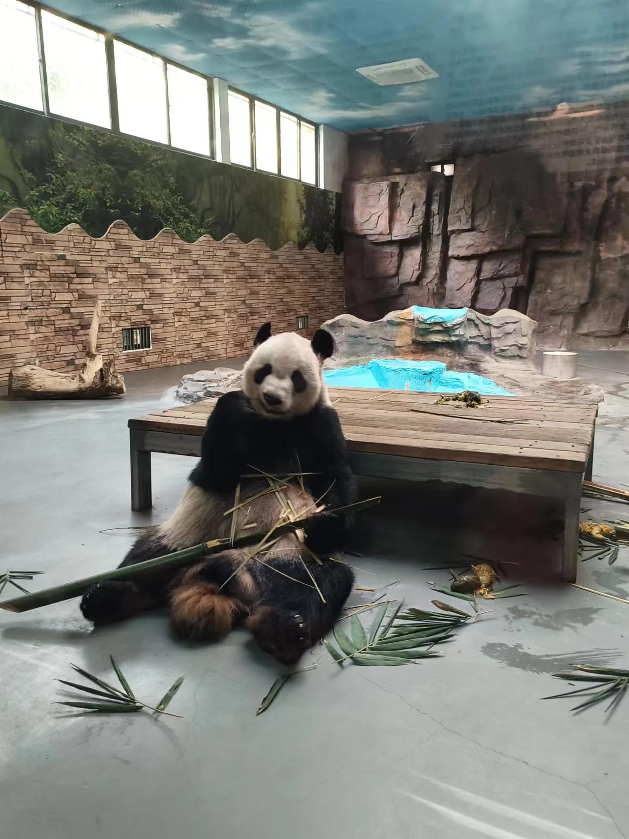 在东莞生活很快乐，还有国宝大熊猫🐼看，谁能忍住不来看胖墩，肉球球呢?