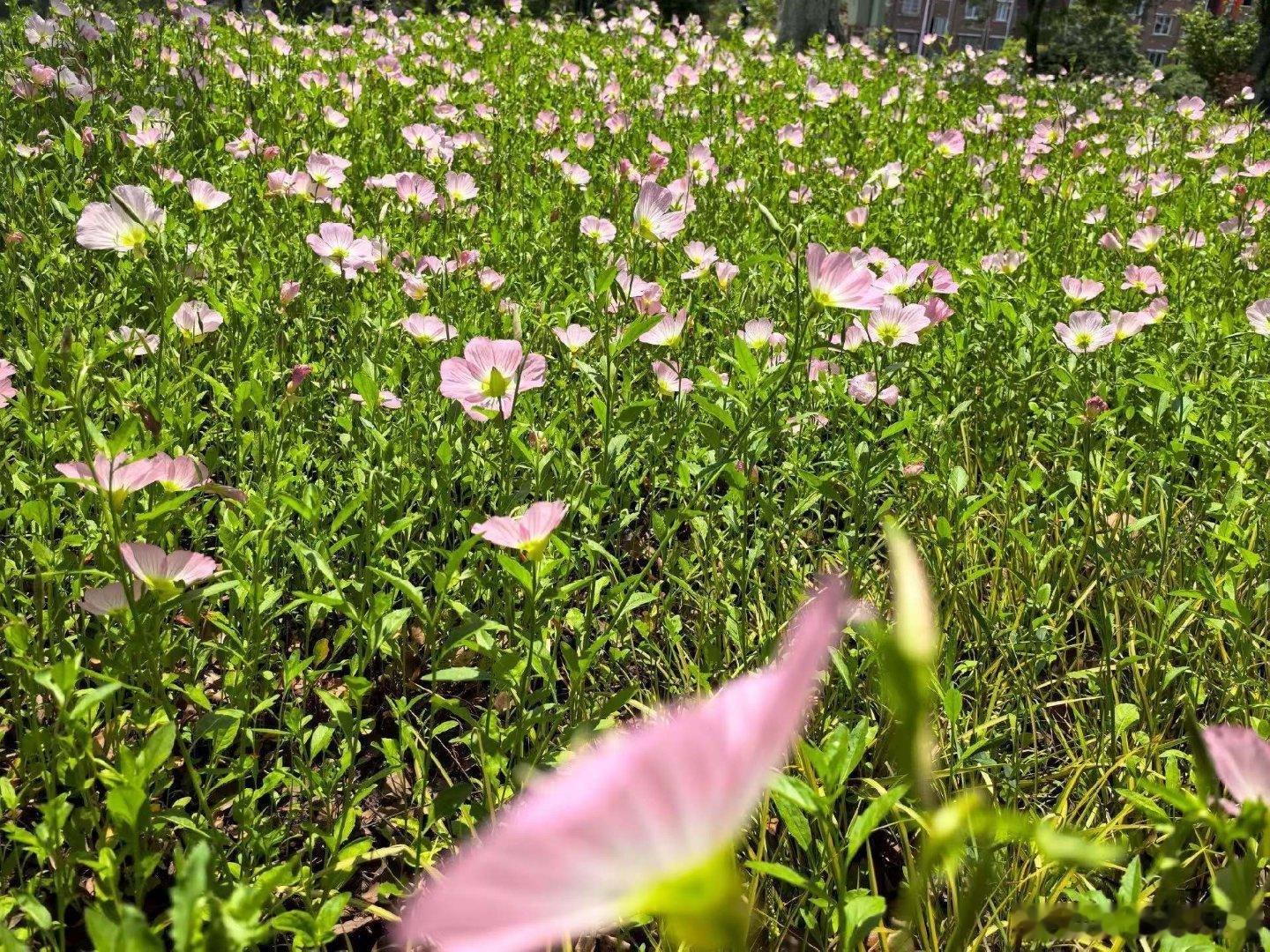 哲思呓语 ：人生重亲情。亲情，是无偿、无价、无私的。亲情，是一脉相承的血脉，是父