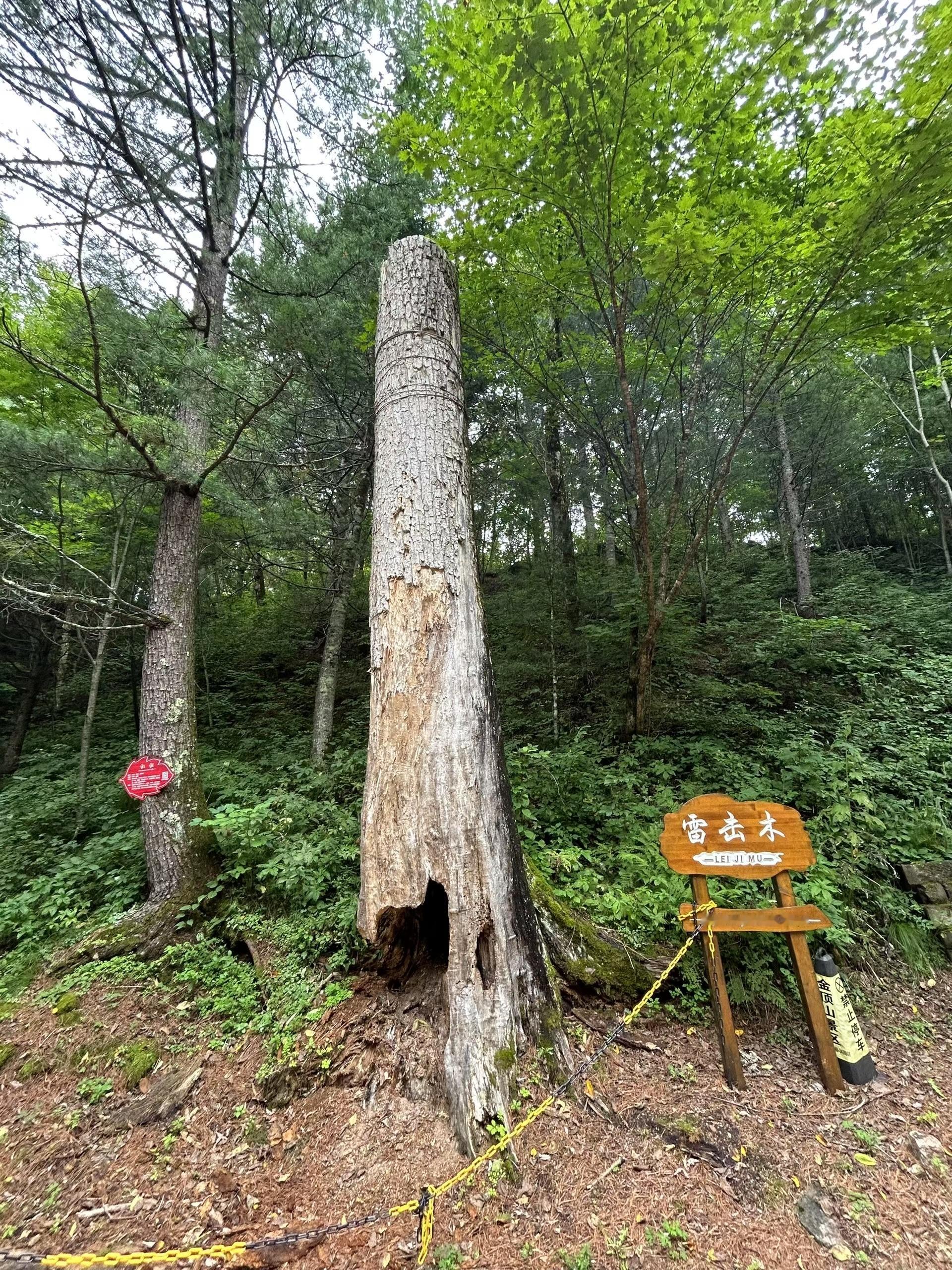 🌲 ​​​