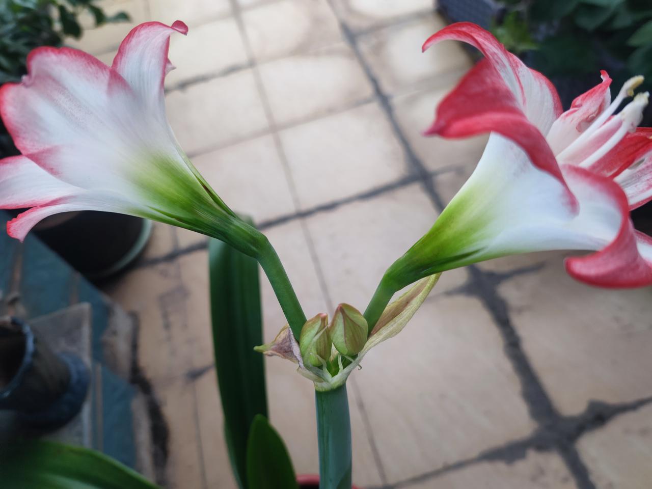花开两对！
​阳台的朱顶红，去年前年都没开，
​今年春天来一对，
​估计是为了补