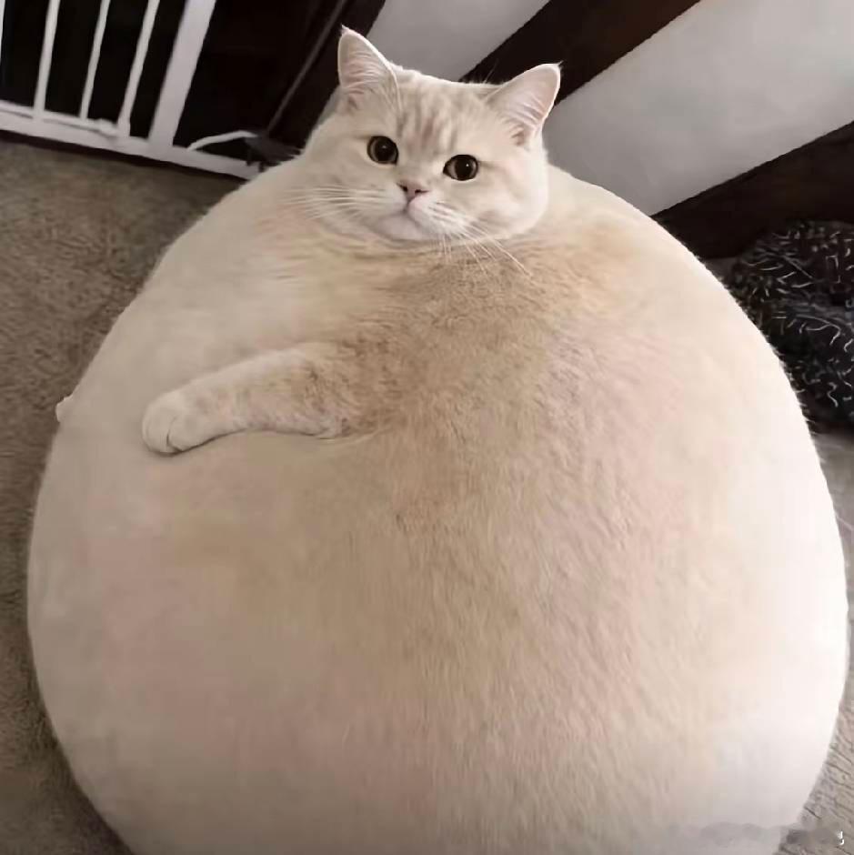 哪来的猫 