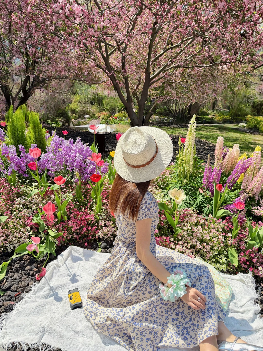 🌷 3月的上海怎么能美成这样！