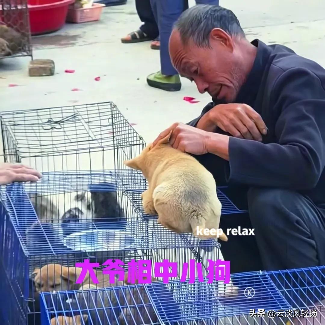 农村的狗市上，一位大爷在狗笼面前站了很久。狗笼里有很多小狗，大爷相中了一只小黄狗