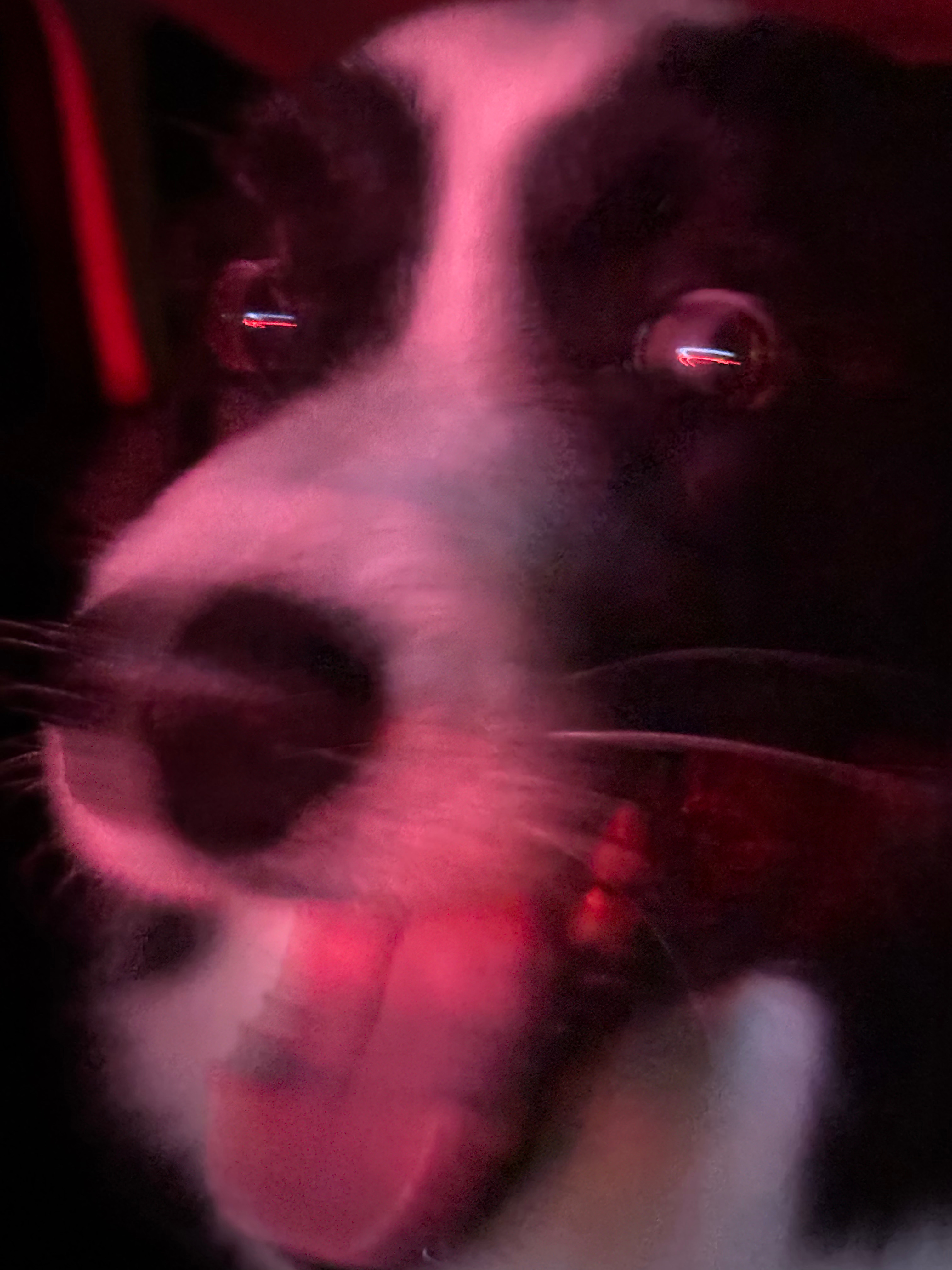 🚗兜风回来了，我和犬女明天可以睡到自然醒[awsl]（等红灯的时候看到她正趴在