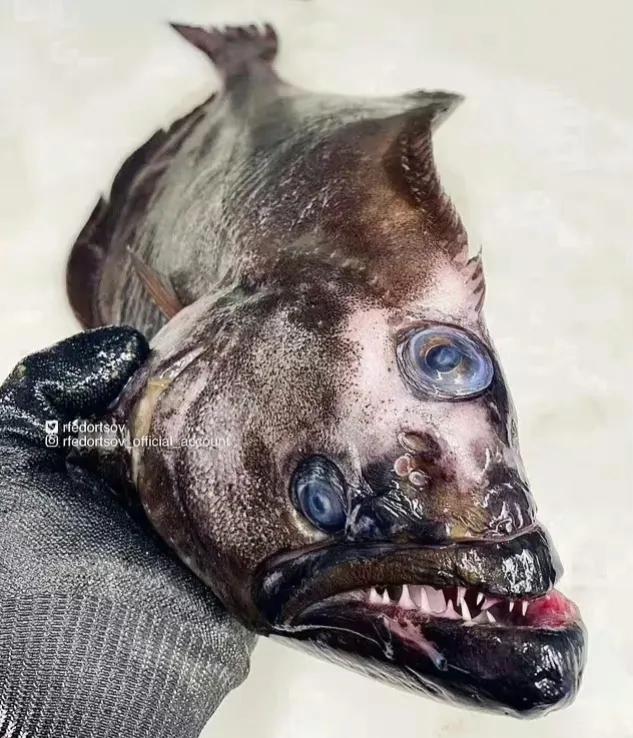 日本外务省这700亿公关费挺厉害的。
8月24日排核污水，
今天刚刚8月31日，