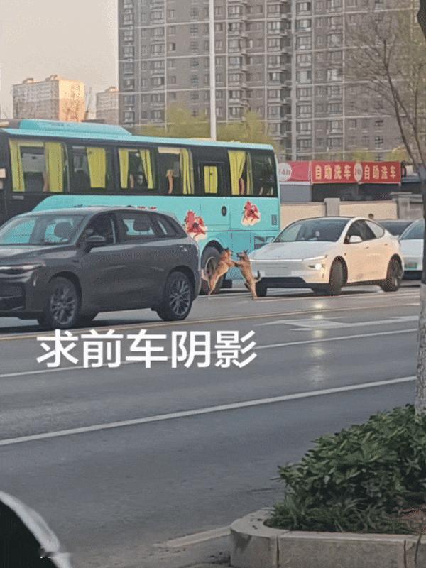 俩狗子居然当街干起架来！
地方还选得特好，居然还是人来车往的马路上，居然还是哥的