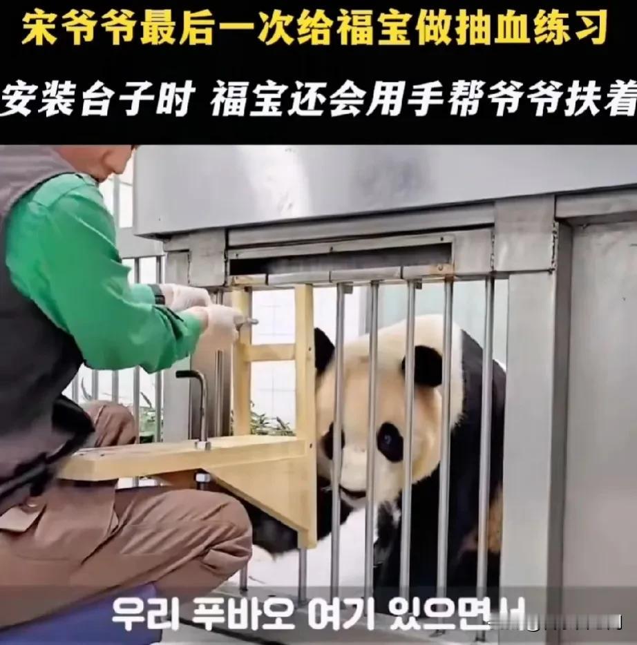 福宝养的还挺好，第一次不那么讨厌韩国。
宋爷爷给福宝做最后一次采血，福猪猪很喜欢