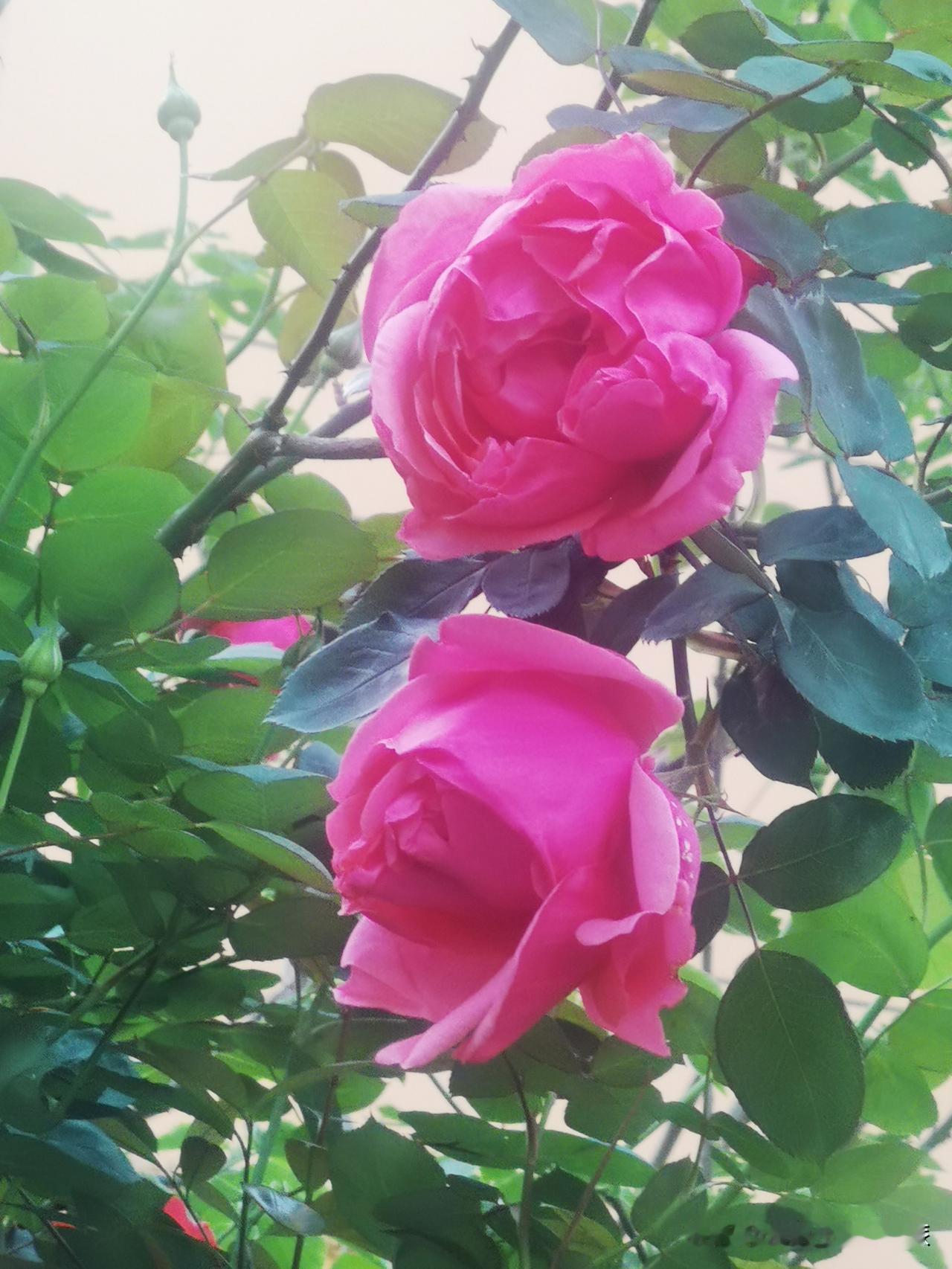 人这一生，谁是你最大的敌人？
玛琳娜•柳薇卡曾说：
惟一跟你作对的是你自己的愚蠢