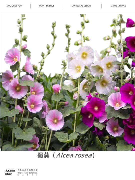 🌸花园里的彩虹巨人——蜀葵✨