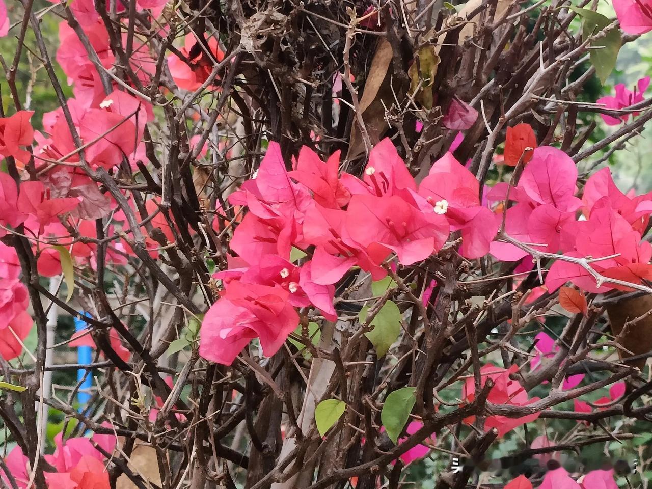 广州，最适合花花草草生长的城市！
作为一个喜欢养花🌸的北方人，
真的好广州路边