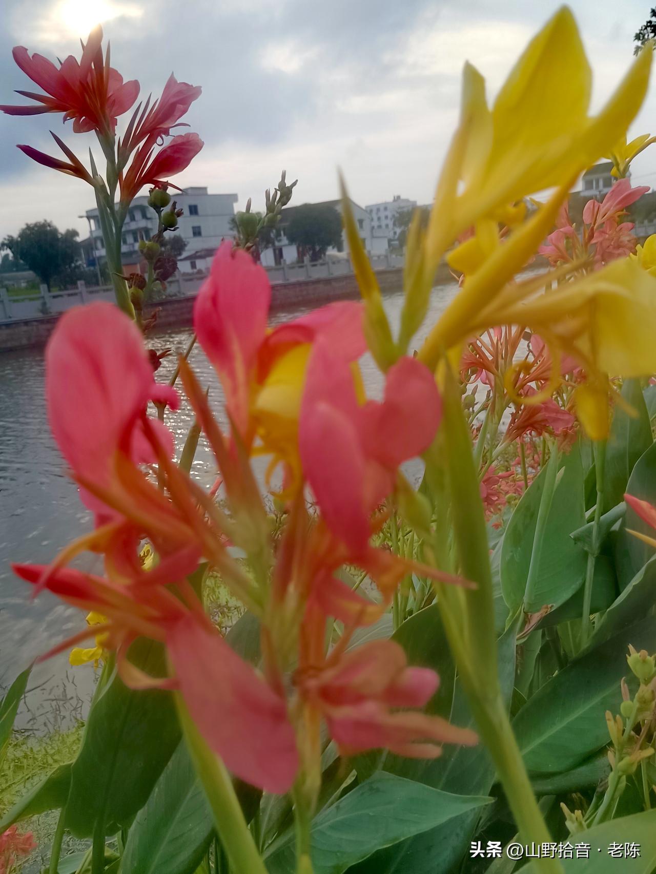 这是美人蕉，别名红艳蕉、小花美人蕉，属于美人蕉科多年生草本植物。它的花色丰富，有