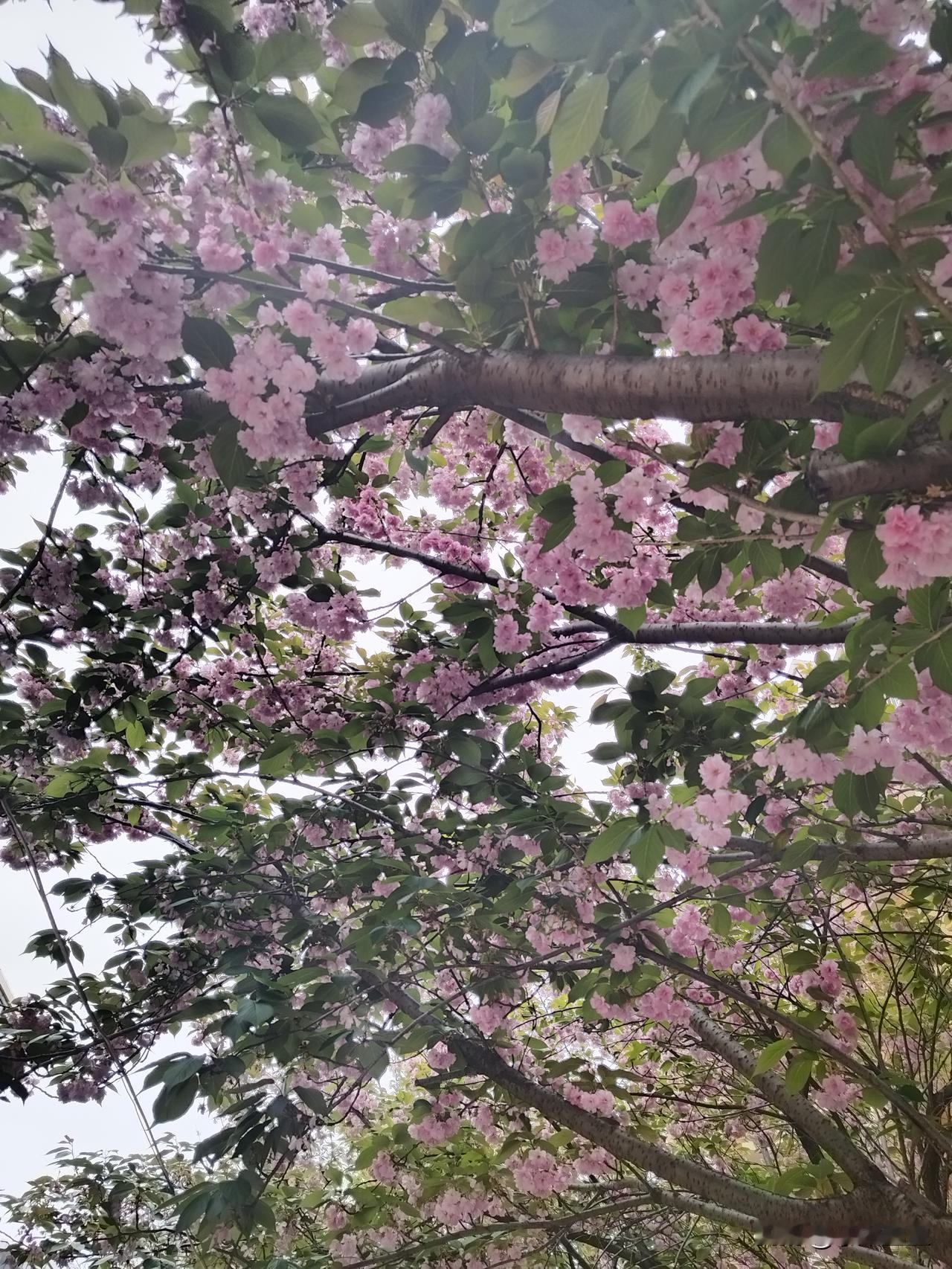 青岛的天气，一边热热闹闹的花儿开着，一边是冷的嗖嗖发抖，今天又把薄羽绒拿出来穿上