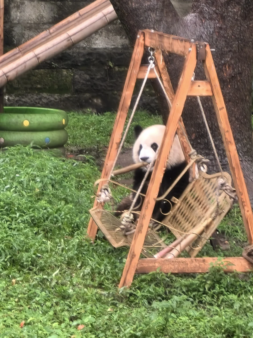 重庆动物园最新消息!