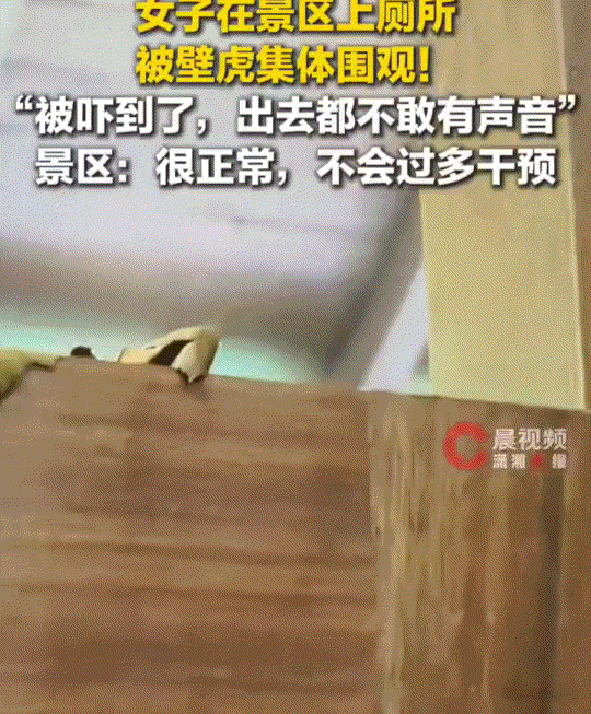 海南三亚，女子去一景区公园上厕所时，看到有几只壁虎爬在墙上，起初她也没有太在意，