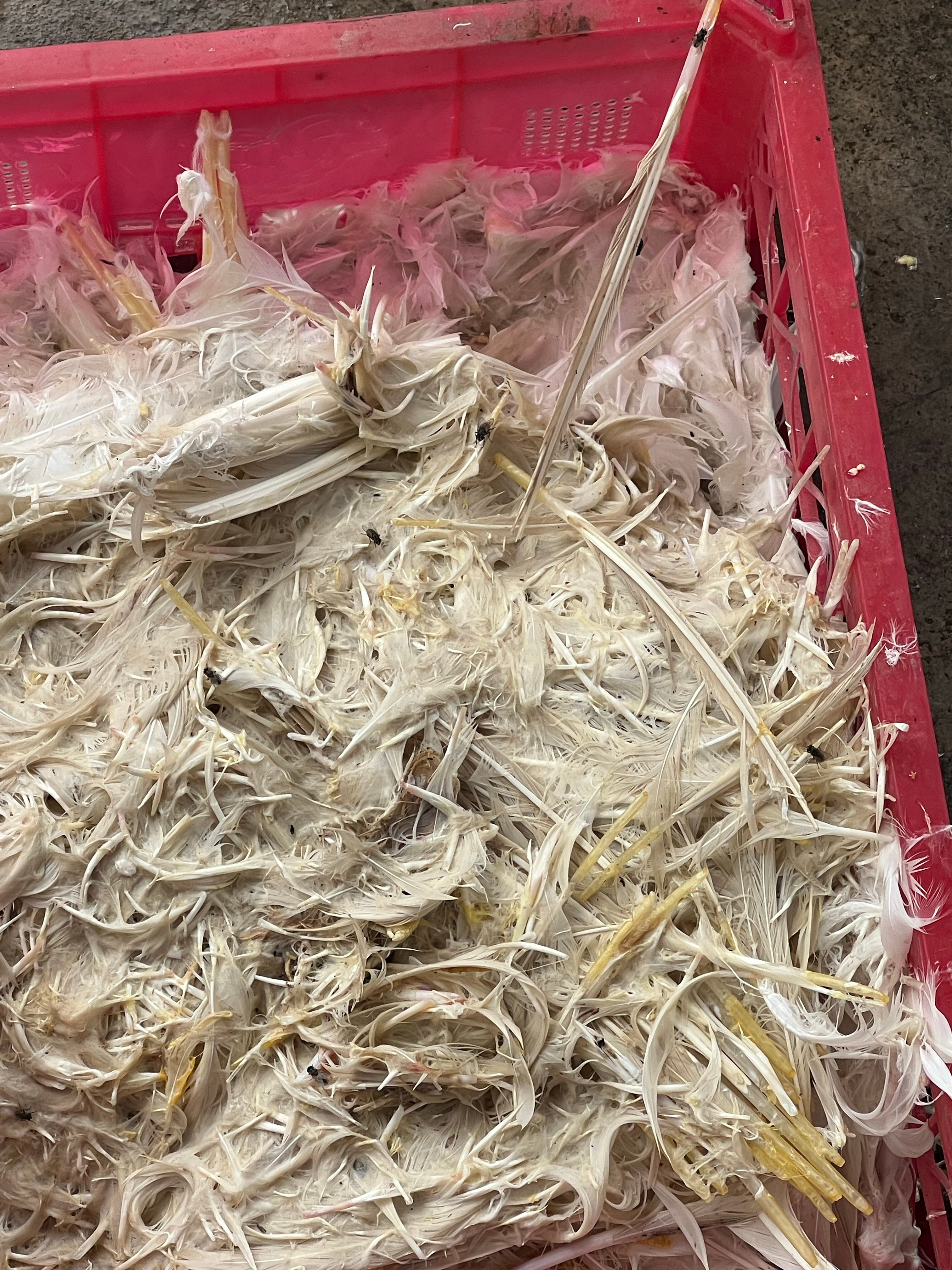 因为我们喜欢吃鸭子比较多一些～米米爷爷专门给我们准备几只鸭子带上去鸭子特别难整S