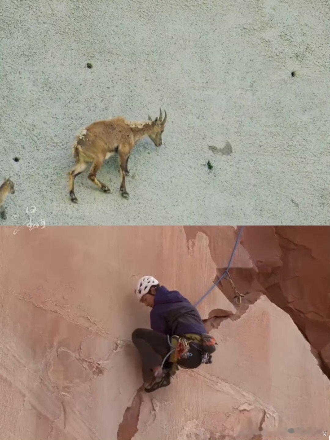 王一博岩羊形象深入人心看到绿色的岩羊出现那一刻哈哈哈哈哈哈，看到绿色的岩羊出现那