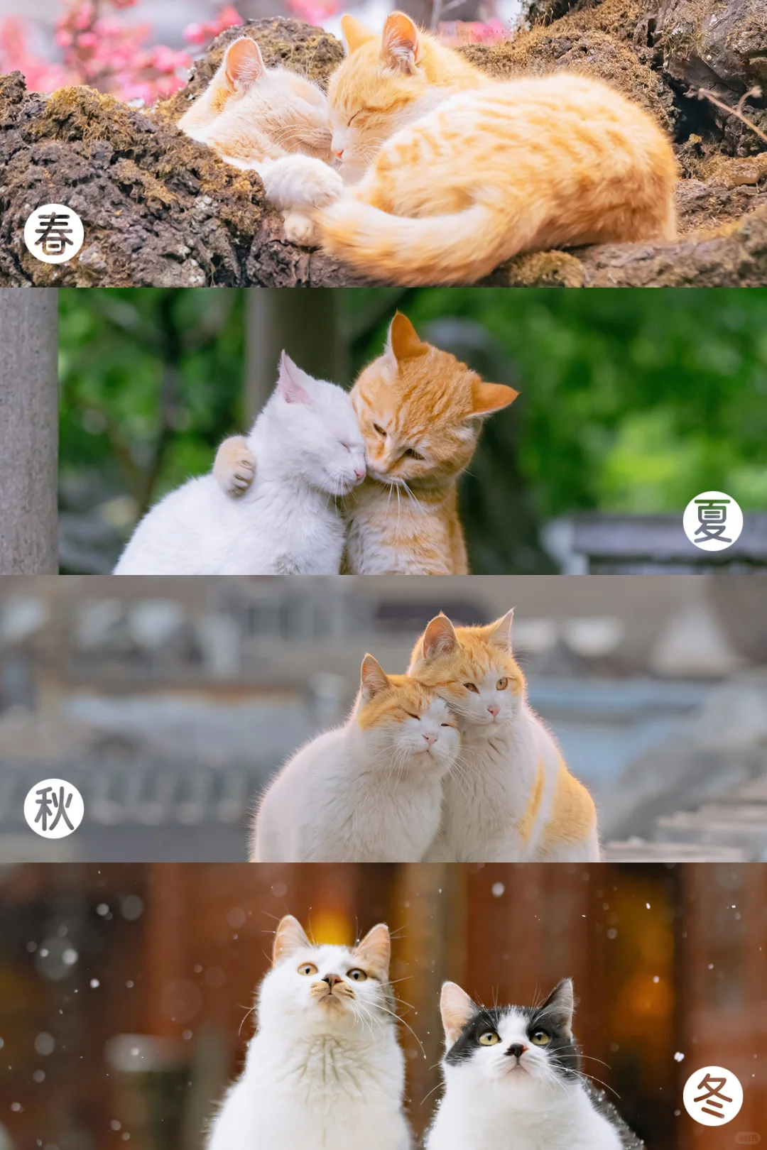 七夕佳节，贴贴猫十年得意之作