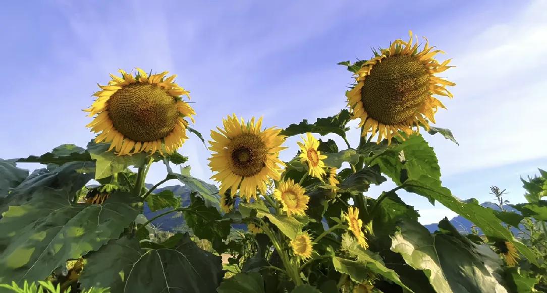 秋日生活打卡季大山里的向日葵