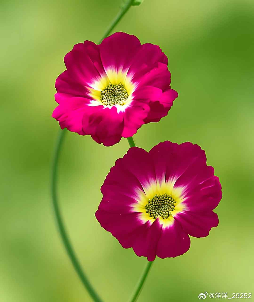 洋洋高锐·并蒂莲、吗◎西湖畔梦……芳……菲油壁车何……处……遇◎别离情说……不…