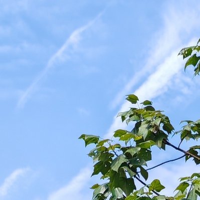 每日一善 🌞阳光信用[微风]蓝天澄澈，枝叶向阳，于寻常风景里感受美好，守住内心