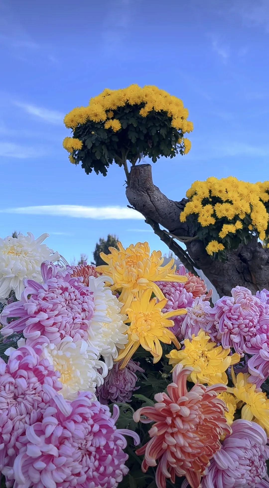 #秋日随记#秋意渐浓，时光悄然流转。落叶如彩蝶般翩翩起舞，在空中划过优美的弧线，