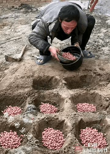 这亩产不得上万斤去了 