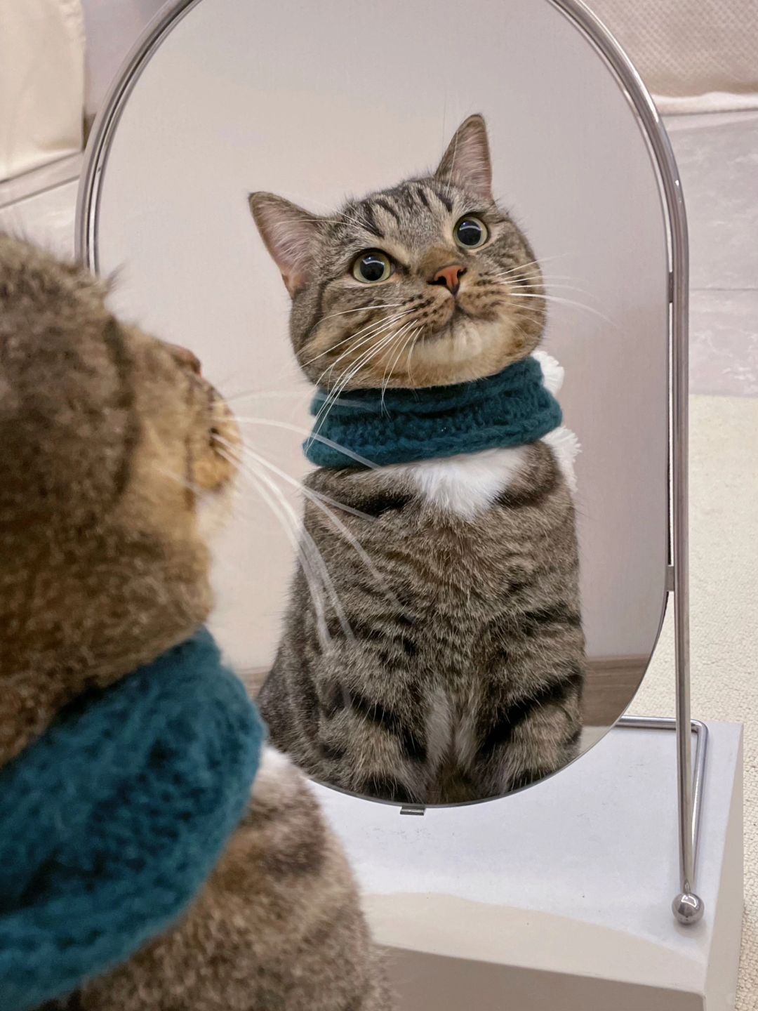 入冬了，给小猫咪穿哪一身比较好呢？