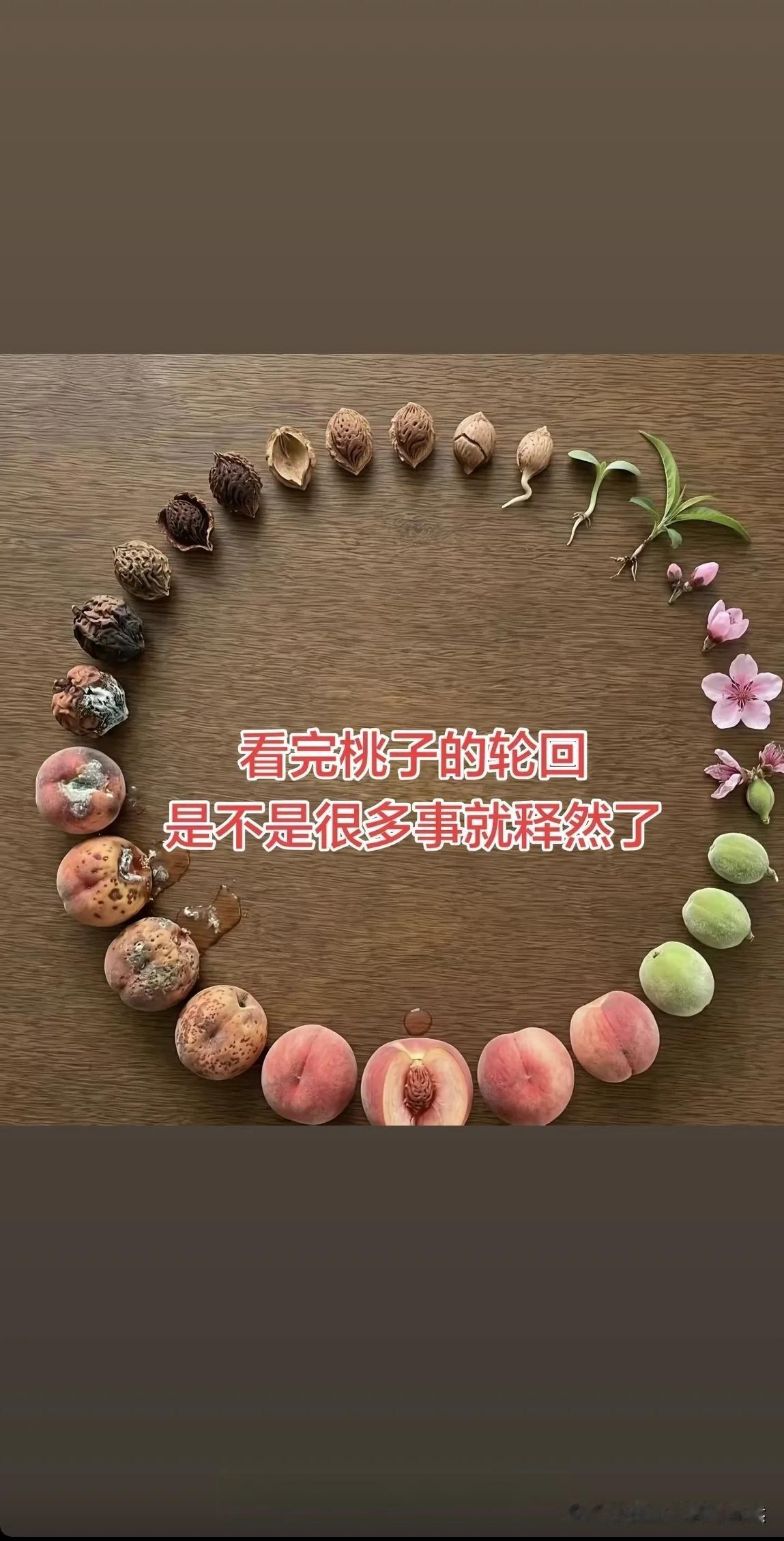看完桃子的这一生，突然就释怀了。
开花，结果，腐烂，入土，发芽，再开花。
所有逝