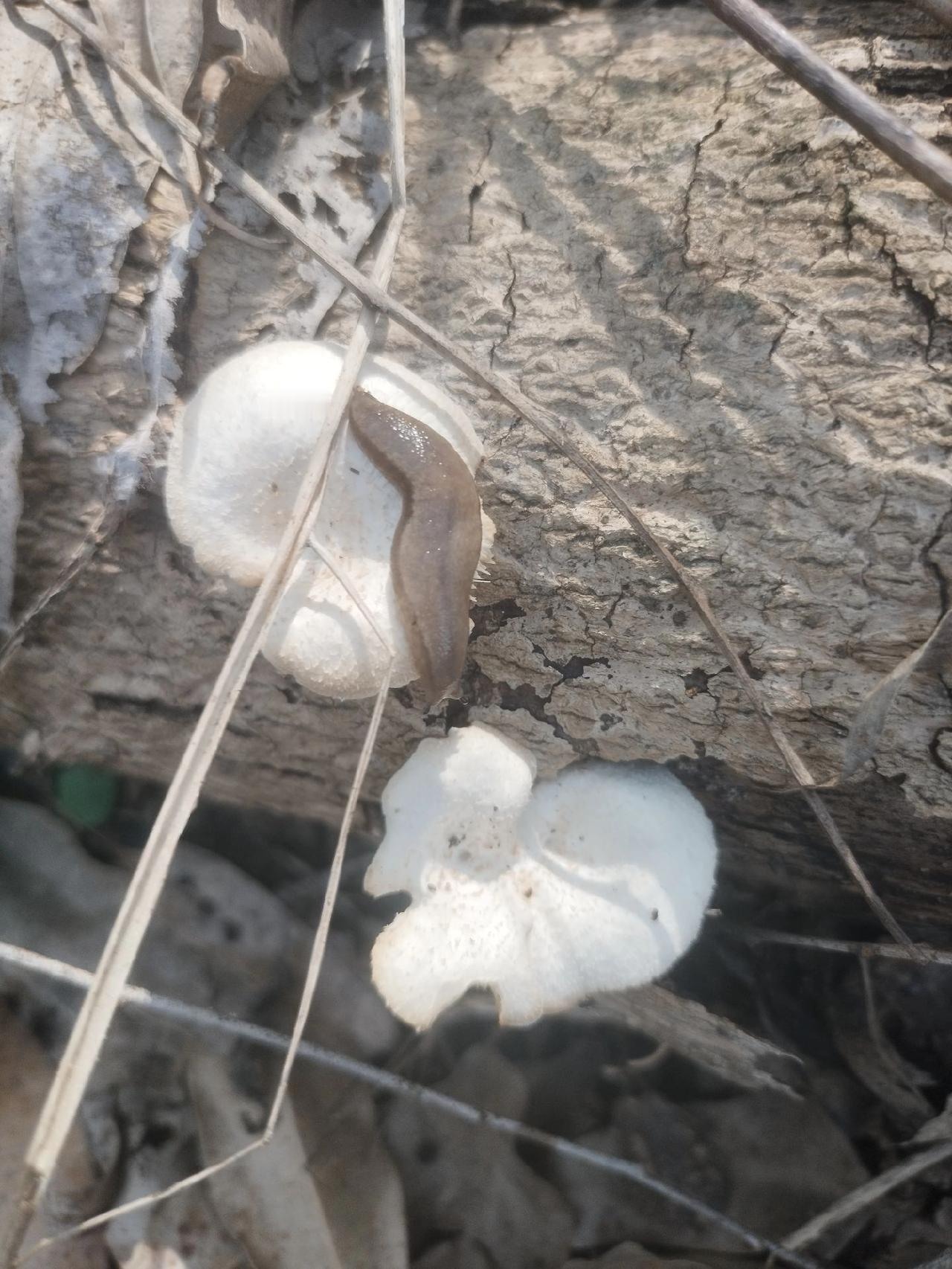山上小昆虫