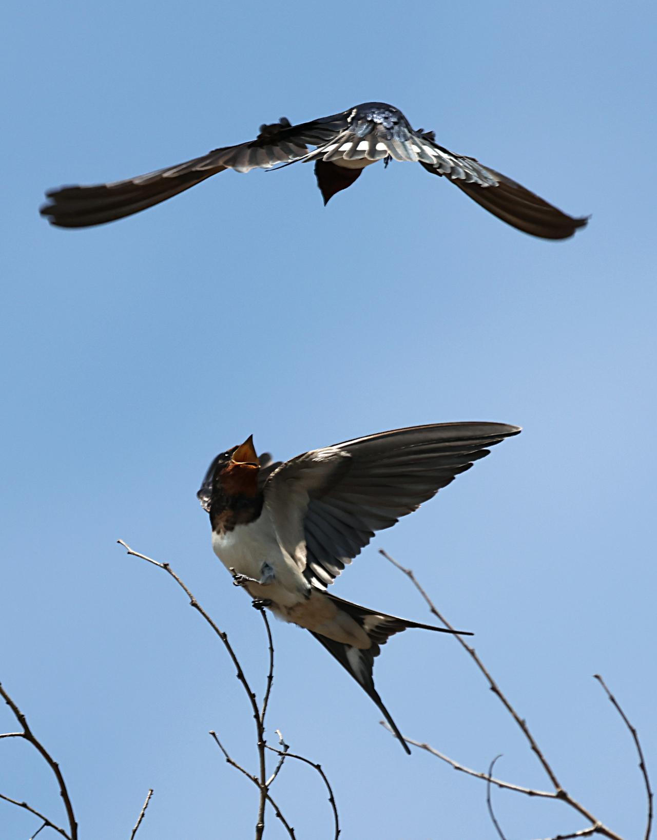 难得拍到燕斗！
       长期生活在大城市的人，燕子并不易见到。而能见到并拍