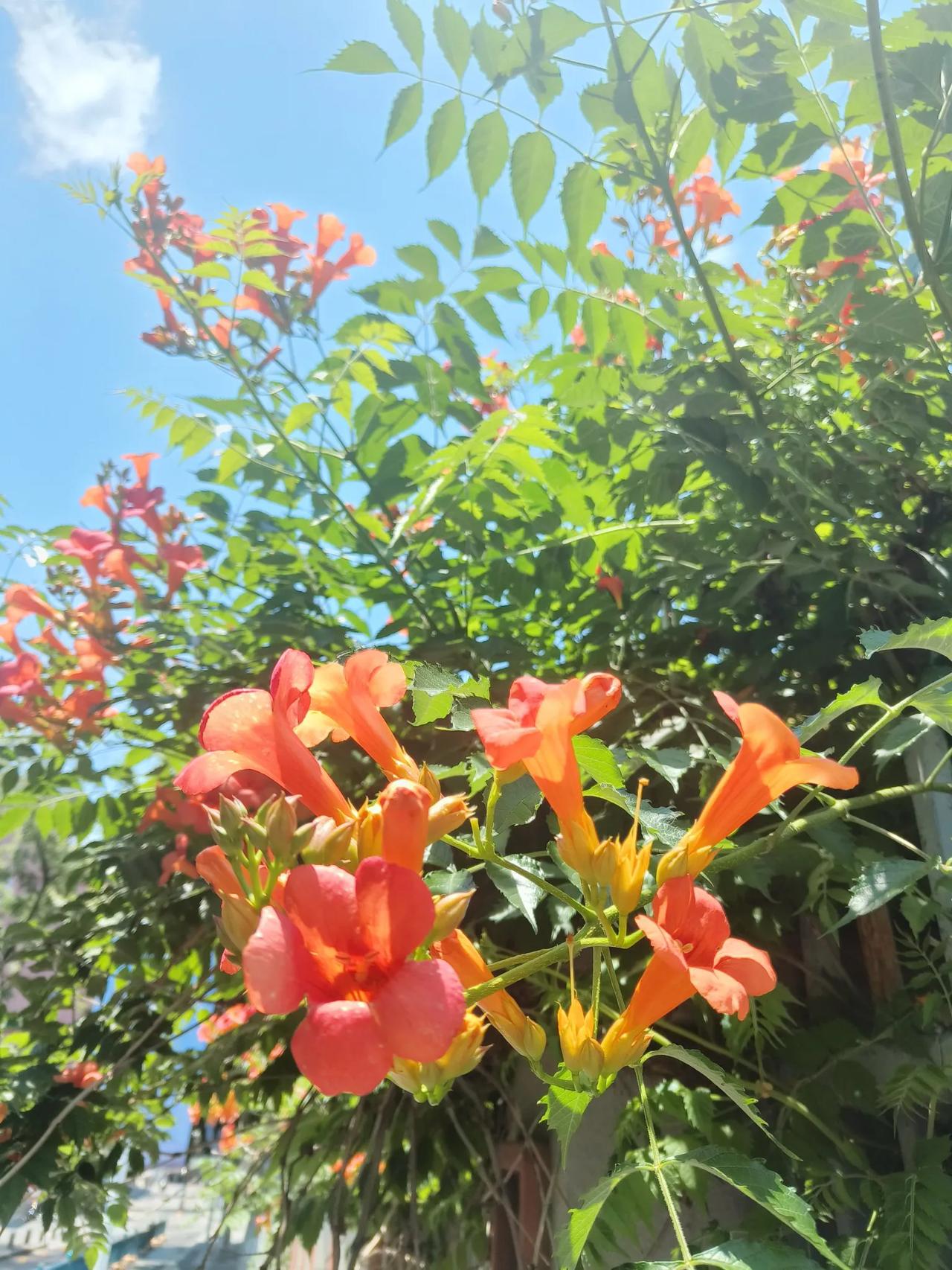 《凌霄花》
攀援而上的凌霄花， 在风中摇曳。 以高傲的姿态， 展现生命的辉煌。
