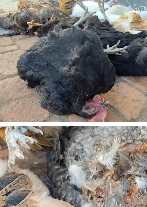 太凶猛了！野生保护动物“山狸子”，一夜间竟然咬死了养殖户十多只鸡！养殖户恨的牙痒