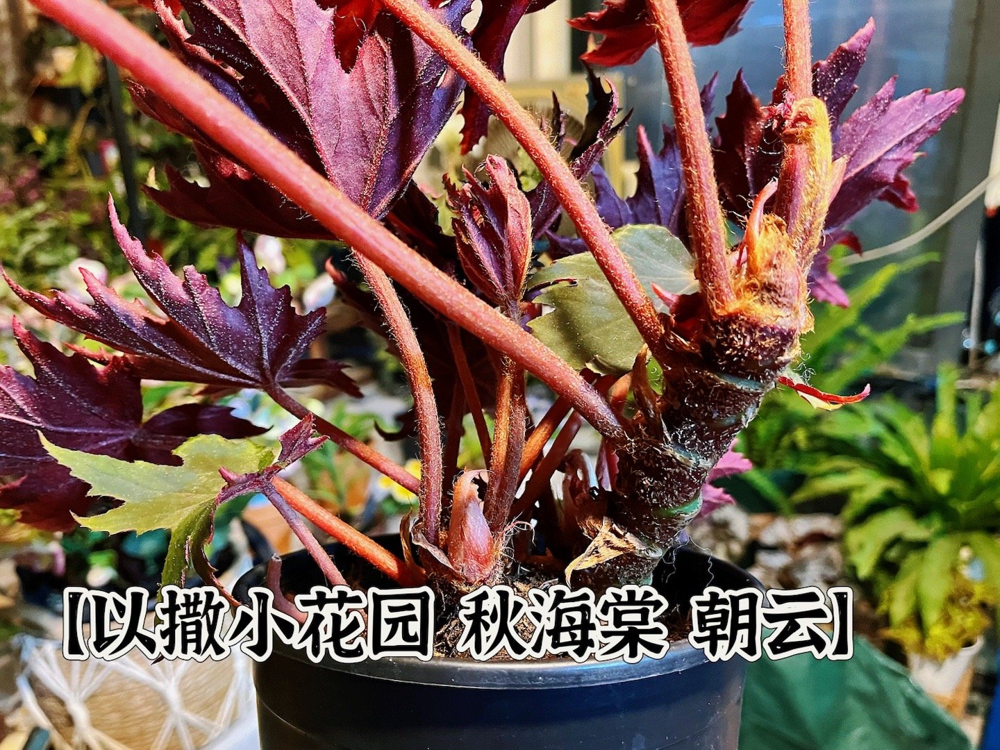 【以撒小花园 秋海棠 朝云】喜欢这个植株的原因是，莫名的觉得……它像极了在天目山