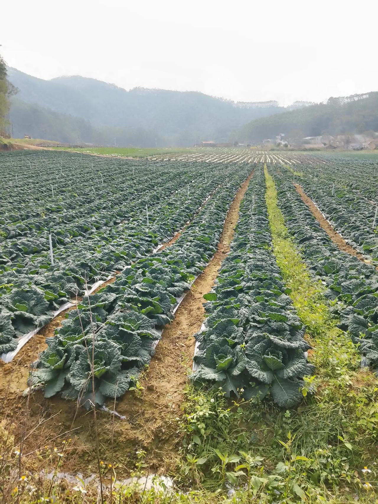 世外桃园美田：黑白菜！