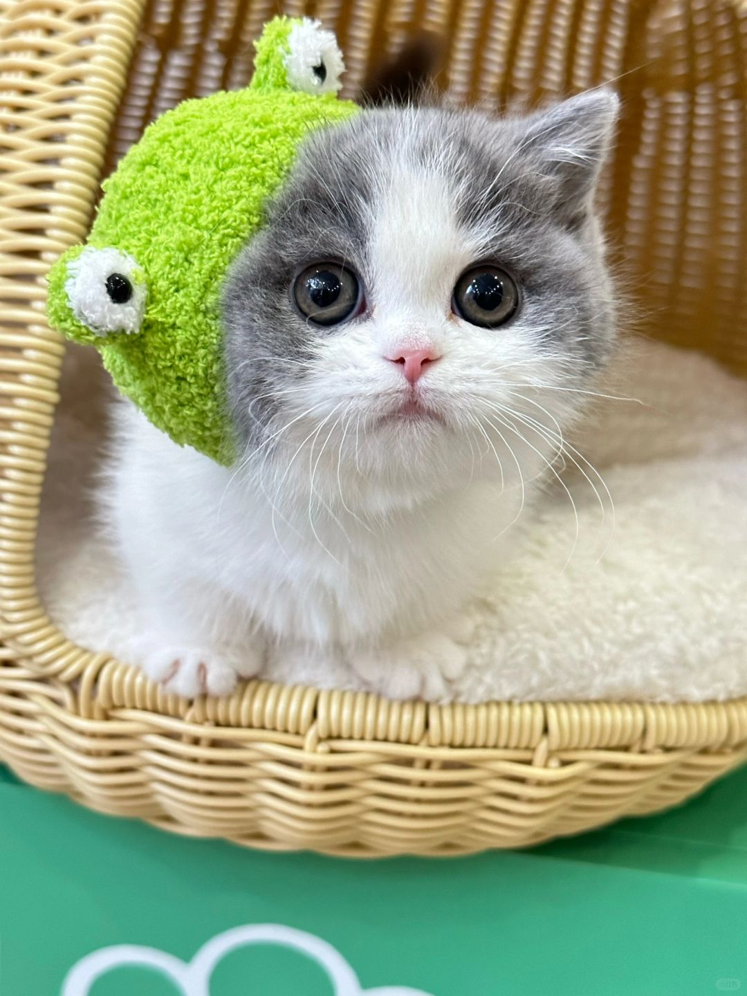 狠吸一口 蓝白矮脚猫