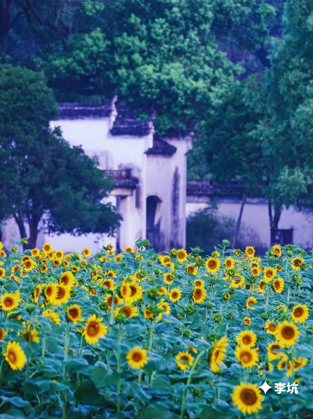 美哭❗古镇、花海、晒秋❗谁懂这的含金量❓