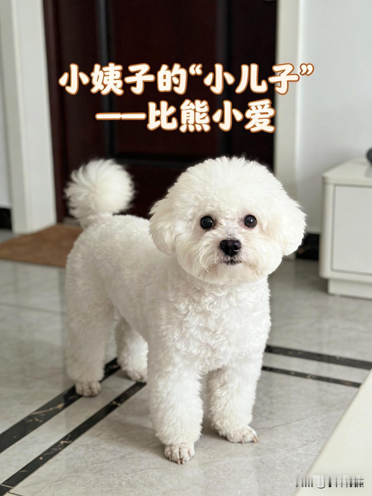 为什么比熊如此受欢迎? 小姨子去上海看女儿，把比熊“小爱”寄养在我家，看这阵仗，