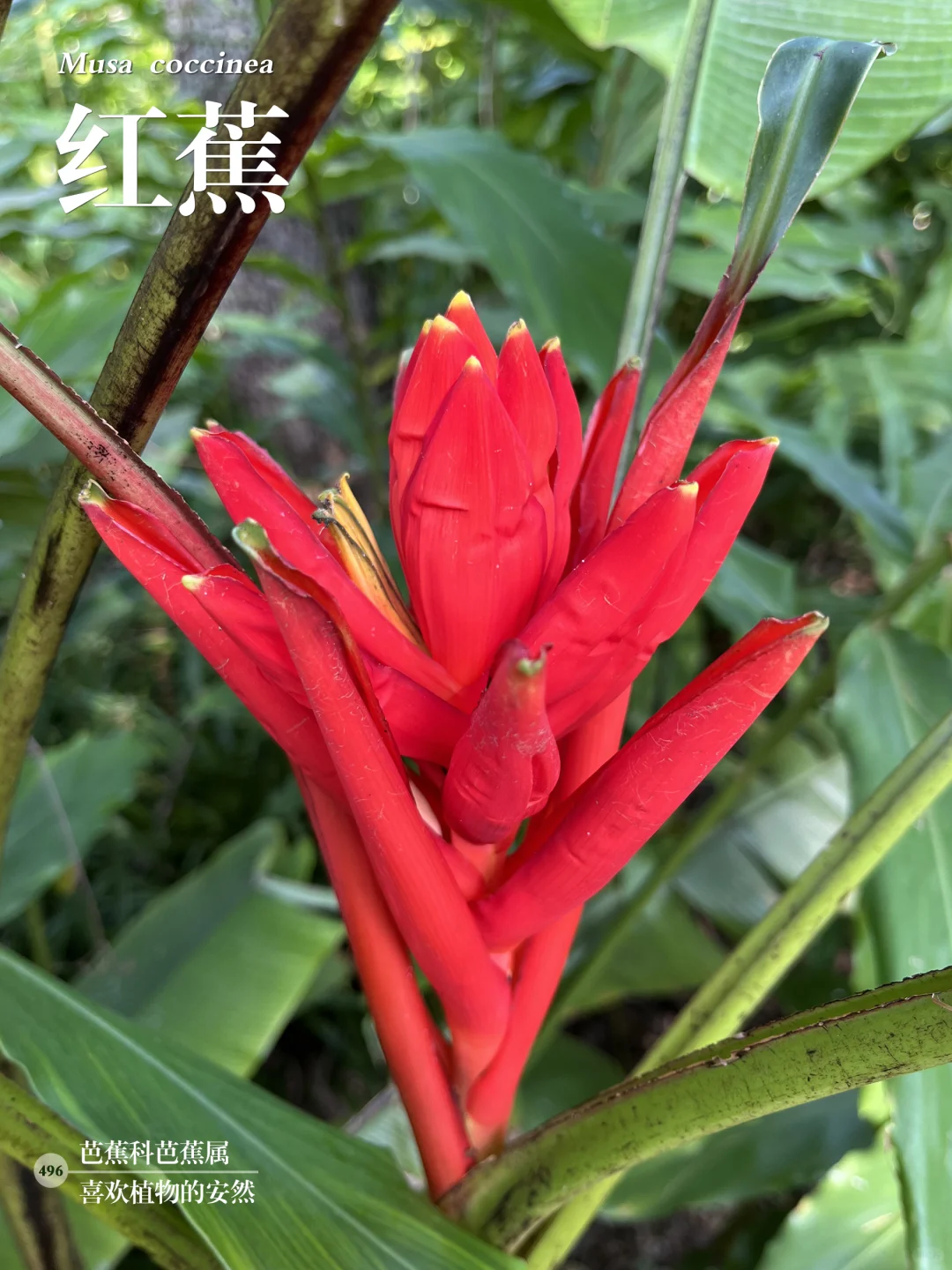 福州植物打标496｜花苞似火炬般的红蕉