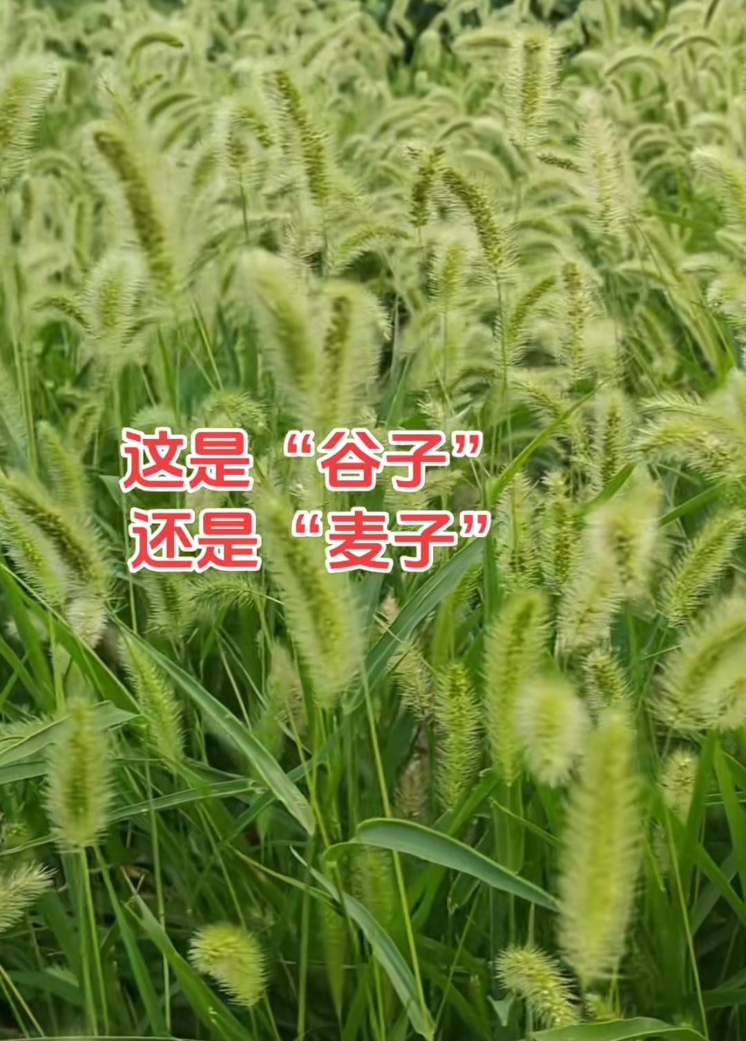 这是“谷子”还是“麦子”？80后小时候经常见吧。这个是什么植物，有知道的吗？