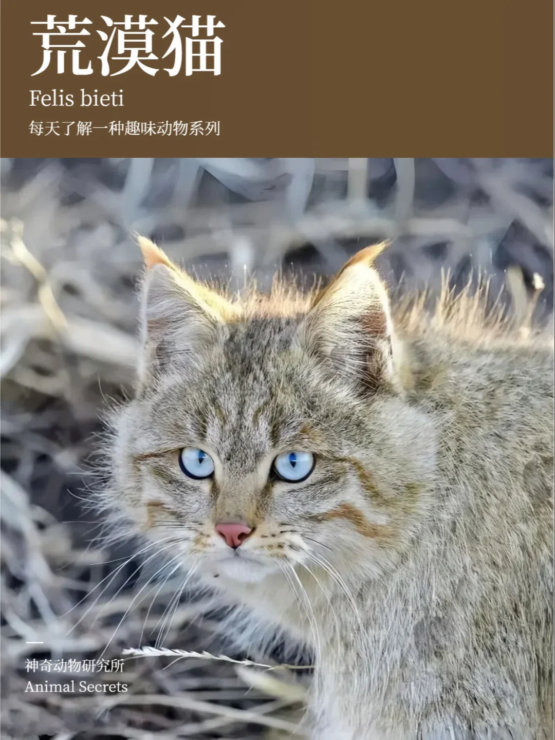 每天了解一种趣味动物👀荒漠猫
