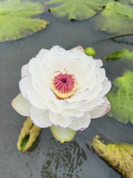 澳洲睡莲