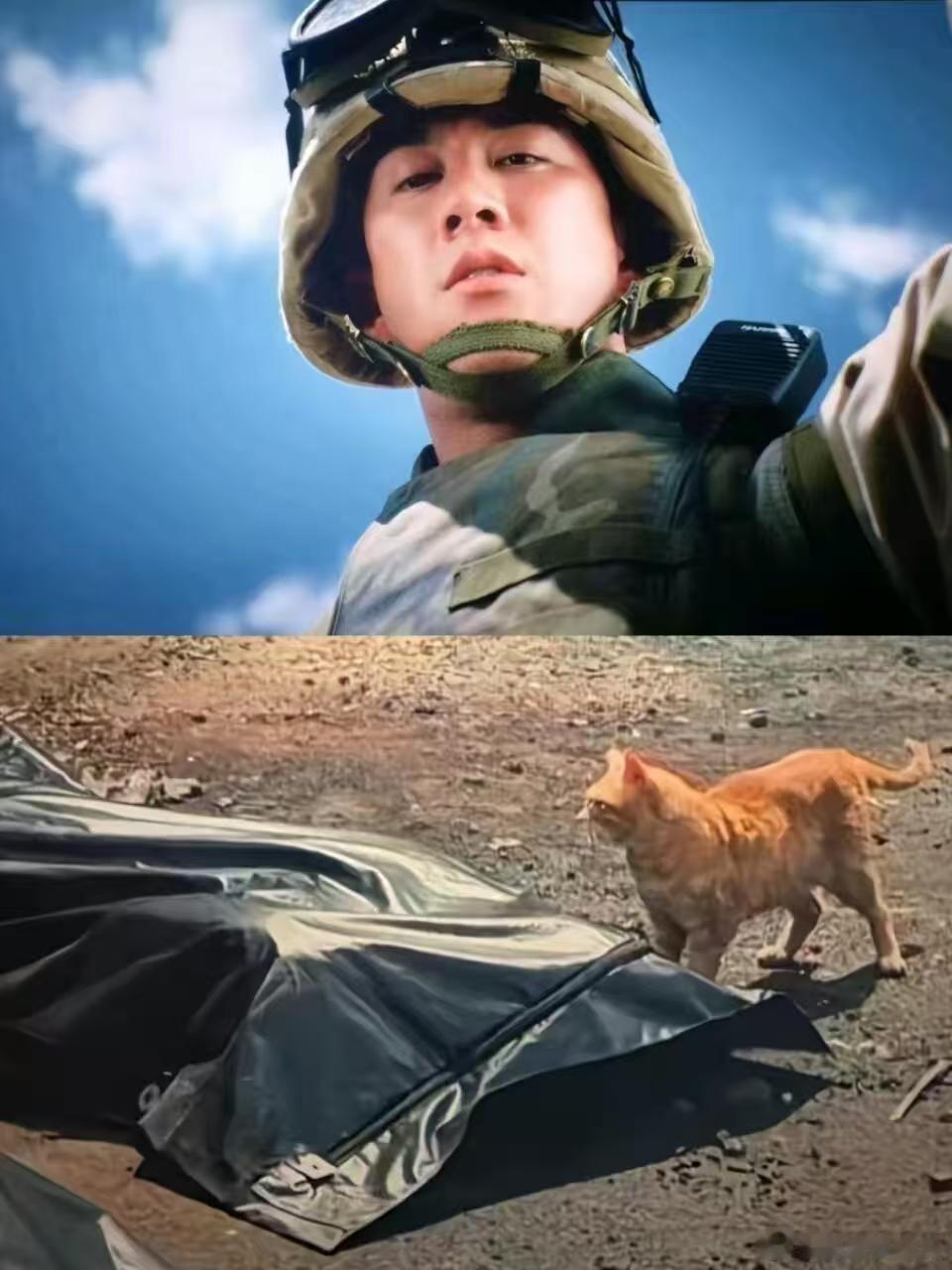 大橘在战乱国家也被养得胖 战火夺走许多安稳，却没能磨灭托尼王善待生灵的温柔 