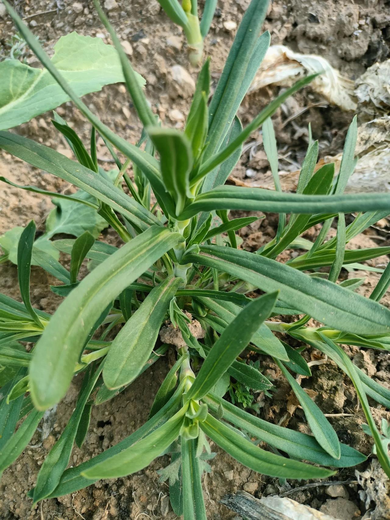 春日生活打卡季春天野菜丰收的季节，看看有那些野菜？