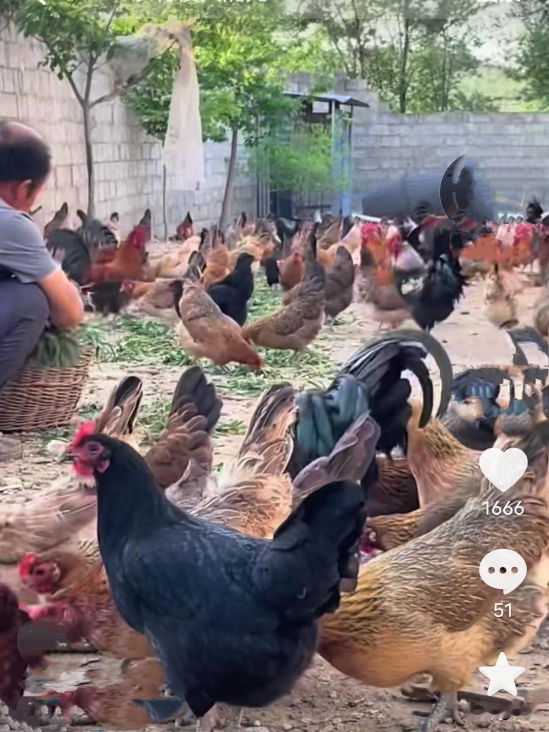 傻大妮家养啥发啥财，前几年养猪发🐷才，号称“猪百万”。这两年又开始养🐔，傻大